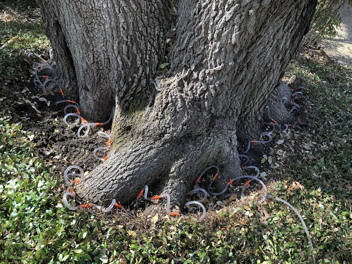 Detailed Tree Cabling and Bracing job site in Plum Branch